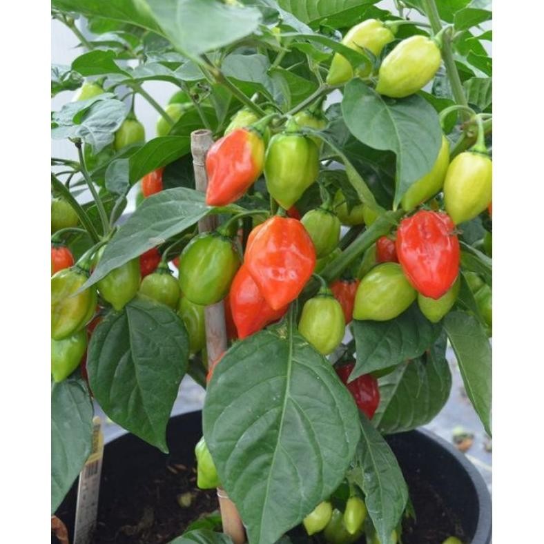 

Garansi Tanaman Cabe Paprika - Cabai Gendot - Lombok Terpedas Di Dunia