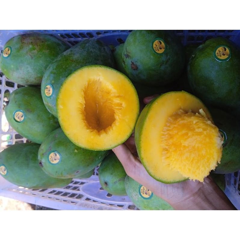 

Kenyamanan Mangga Gadung/Mangga Klonal/Mangga Alpukat