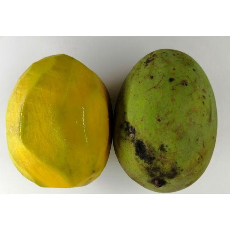 

New Buah Mangga Kweni Segar 1Kg Antioksidan Harum