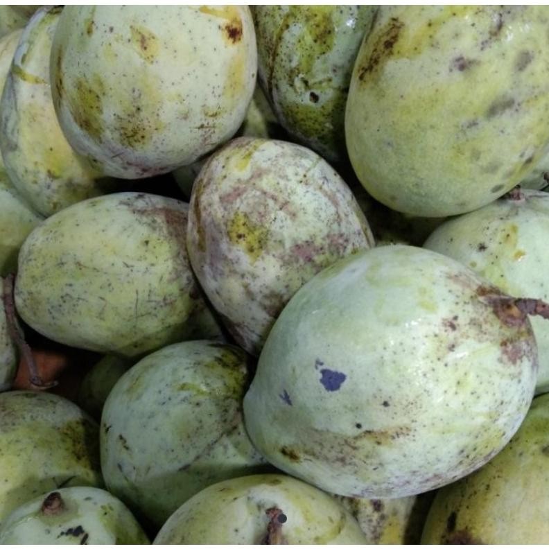 

Efisien Mangga Indramayu Rujak Segar 1Kg