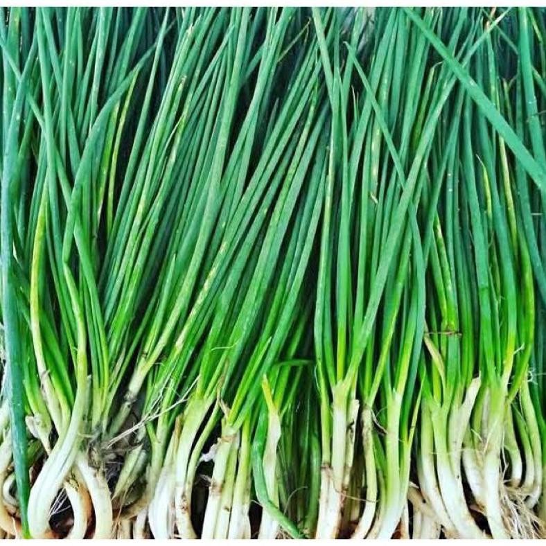 

Inovatif Hidroponik Daun Bawang