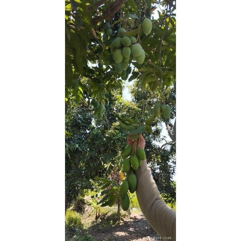 

Bahan Terbaik Mangga Muda Mangga Rujak Manisan Asinan 1Kg Isi ,3,4,5,6 Bisa Reques Capur Campur