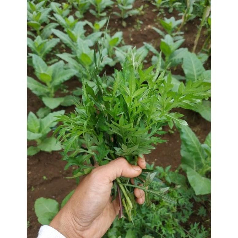 

Perhatian Daun Kenikir Segar Per Ikat/Daun Kenikir/Daun Lalapan
