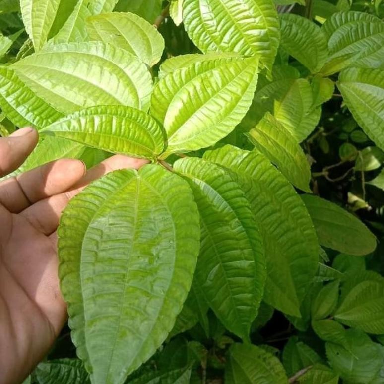 

Efektif Daun Pohpohan Segar Lalapan Mentah Khas Sunda