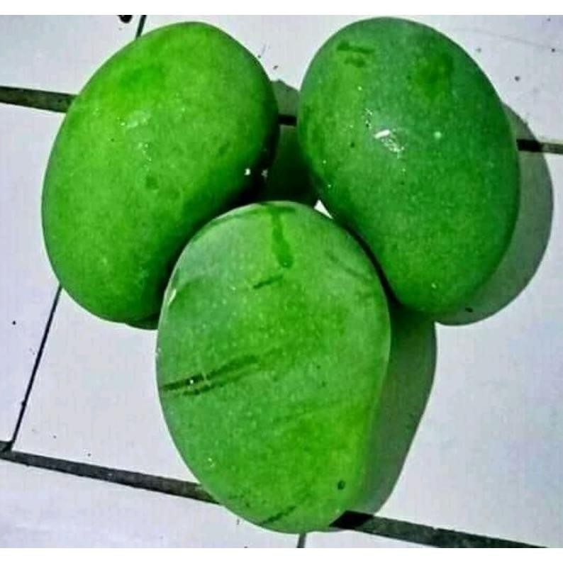 

Hemat Mangga Muda Mangga Rujak Segar 1 Kg
