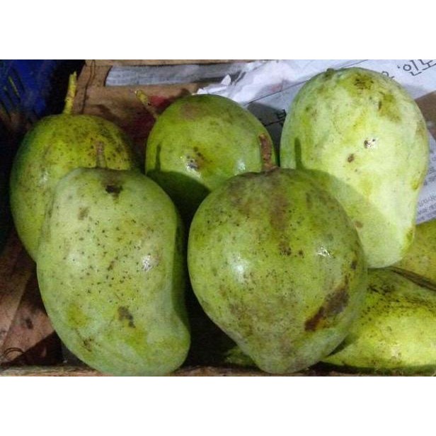 

Fitur Lengkap Promoooo Kembali Buah Mangga Cengkir 1Kg|Untuk Rujak|Mangga Muda|Nuri Fruits|Buah Segar Bandung