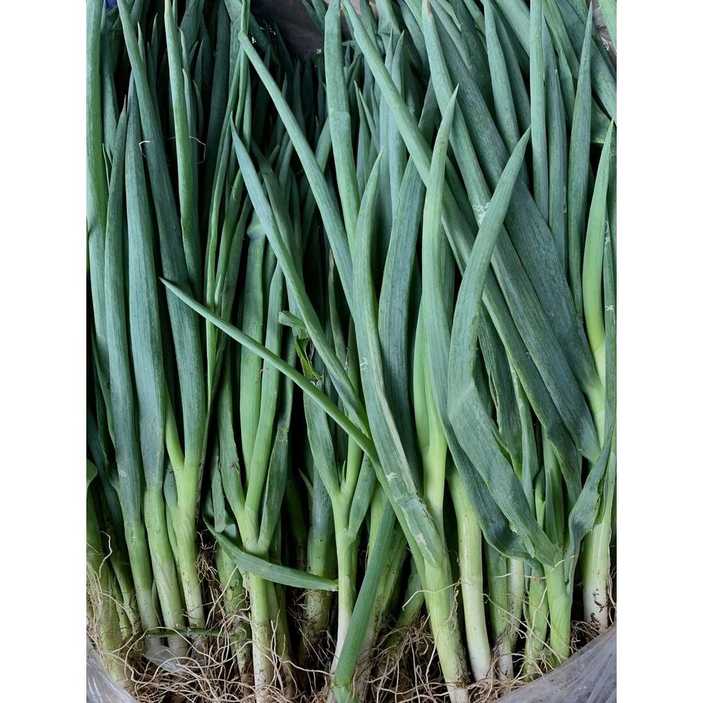 

Bisa Diandalkan [Dapur Express] Daun Bawang