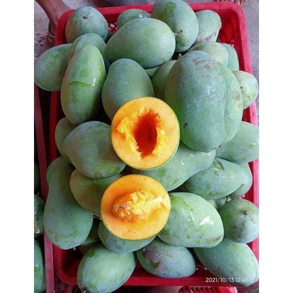 

Nikmati Mangga Harumanis Matang Tua Pohon 1Kg