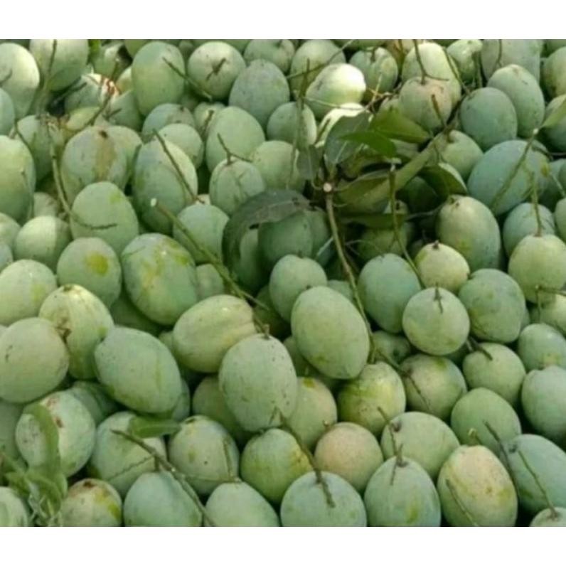 

Promo Bulan Ini Mangga Mangkal 1Kg
