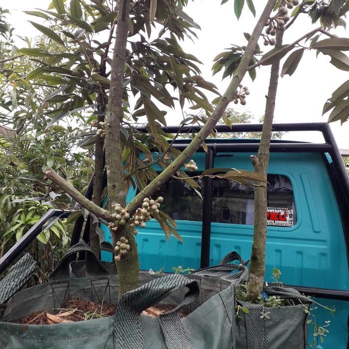 Bibit Durian Musangking Berbunga Promo