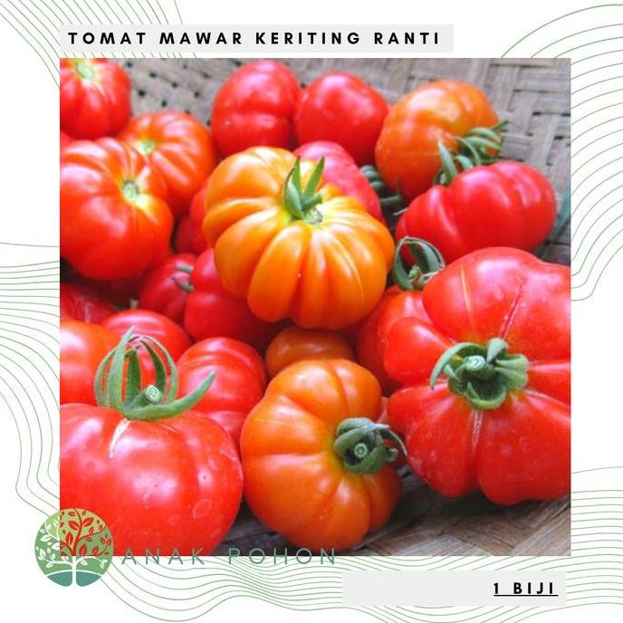 Benih / Bibit / Biji - Tomat Mawar Rewako F1 Hibrida Cap Panah Merah murah