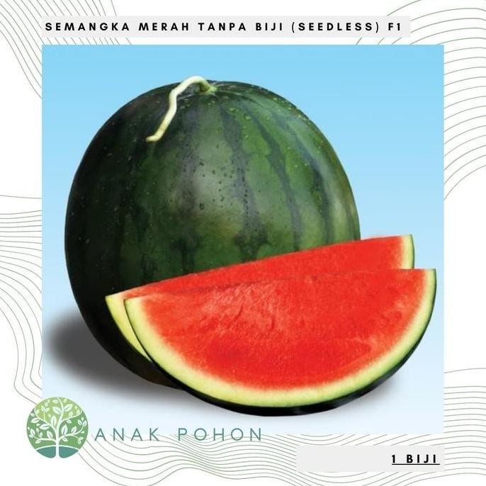 Benih / Bibit - Semangka Merah Tanpa Biji (Seedless) F1 Hybrid murah