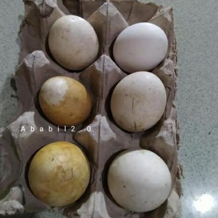 

TELUR TETAS BELIBIS VERTIL