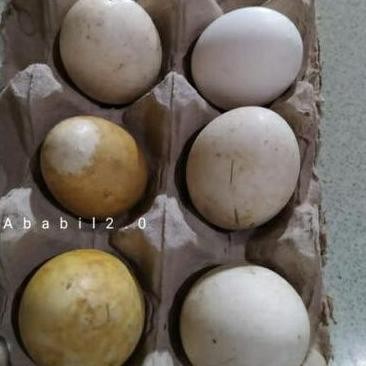 

TELUR TETAS BELIBIS VERTIL