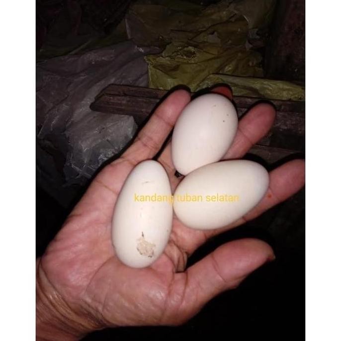 

TELUR VERTIL TETAS AYAM BANGKOK THAILAND ORIGINAL