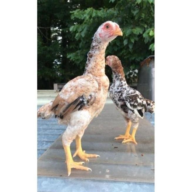 

TELUR VERTIL AYAM JAWA RAKSASA||SIAP TETAS