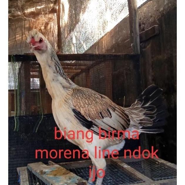 

TELUR VERTIL AYAM BIRMA MORENA TELUR UNTUK DITETASKAN