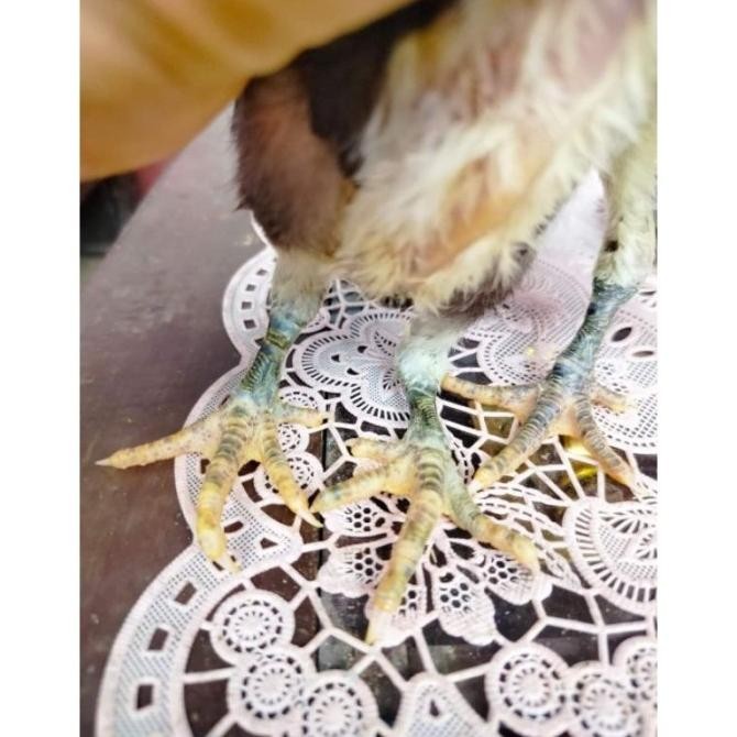 TELUR VERTIL AYAM GANOI/TELUR AYAM KAKI GUNUNG/TELUR AYAM KAKI SETAN