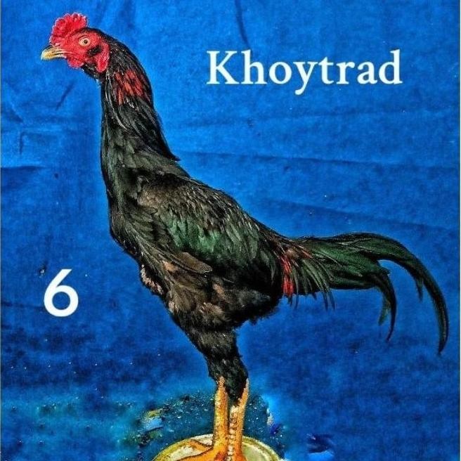 

TELUR TETAS VERTIL AYAM KHOYTRAD BAGUS SUPER