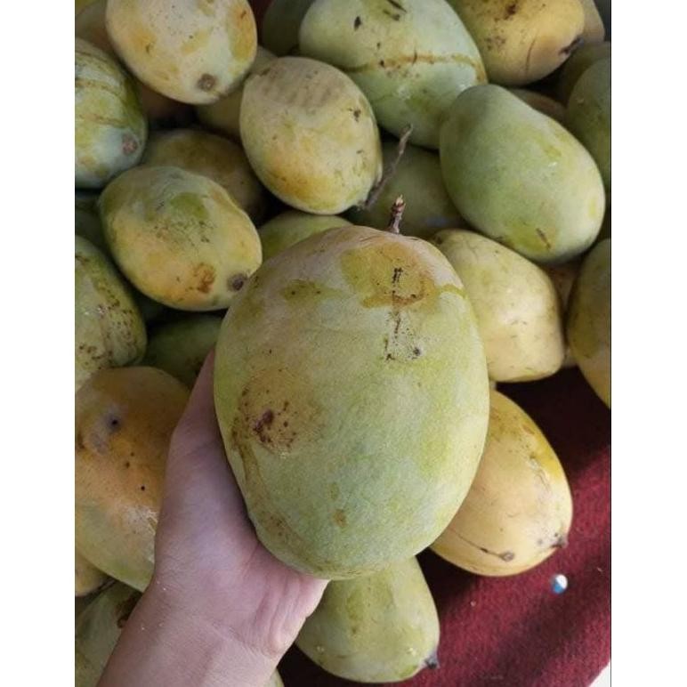 

Luar Biasa Ready Mangga Dermayu/ Mangga Kopek/ Mangga Cengkir 1Kg Dikirim Mentah
