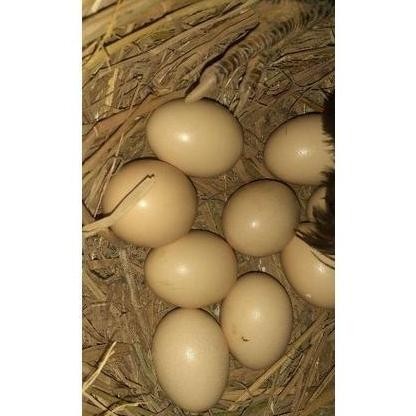 

TELUR VERTIL AYAM BANGKOK F1 ASLI THAILAND ORINAL SUPER