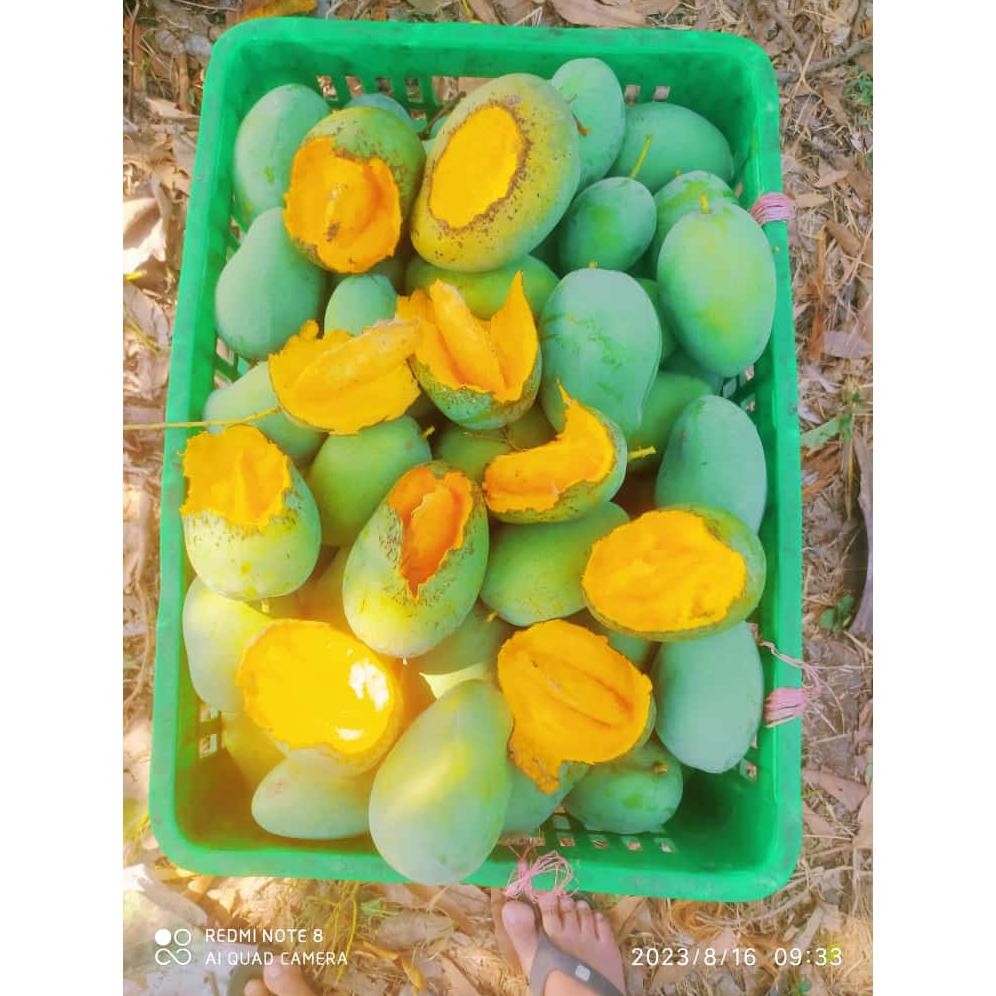 

Special Price Mangga Harum Manis Mangga Gadung 1Kg Ukuran Bisa Request