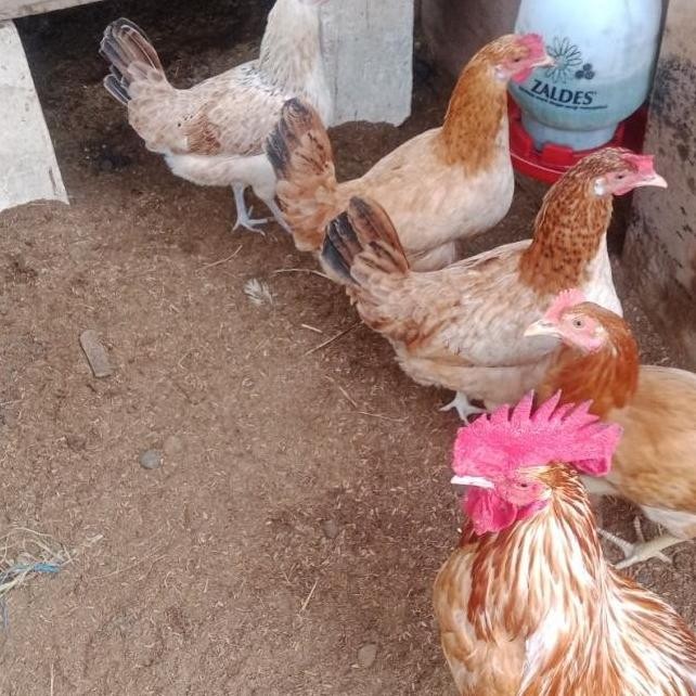 

TELUR VERTIL/TETAS AYAM ELBA