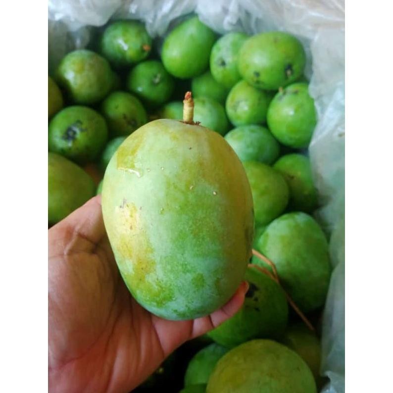 

Desain Elegan Mangga Muda/Rujakmangga/Mangga Rujak/Buahmangga