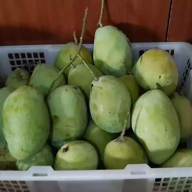 

Berkualitas Buah Mangga Indramayu Matang 1 Kg