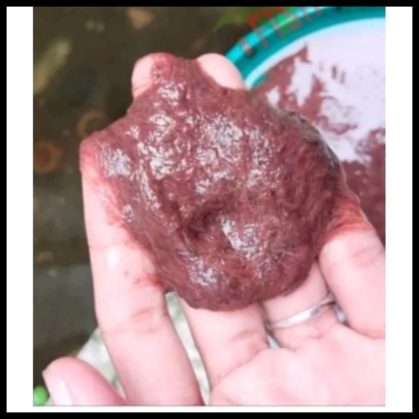 CACING SUTRA PAKAN CUPANG/CHANA/GLOWIS DAN IKAN LAINNYA