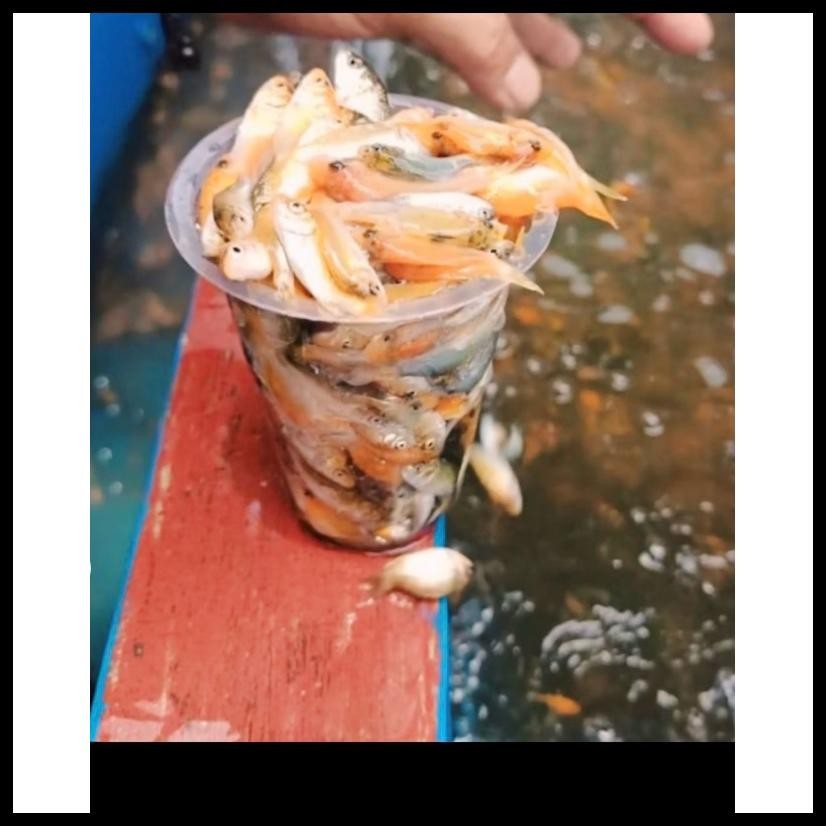 ANAK IKAN MAS PAKAN PREDATOR(PERGELAS)