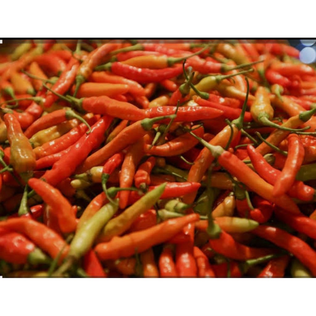 

Cabe setan cabe pilihan