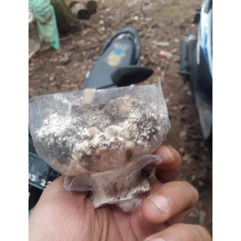 Rekomendasi Pabrikasi Langsung Bibit Jamur Merang Hitam Isi 8 Bungkus 30 Ribu Cocok Untuk Pemula Yan