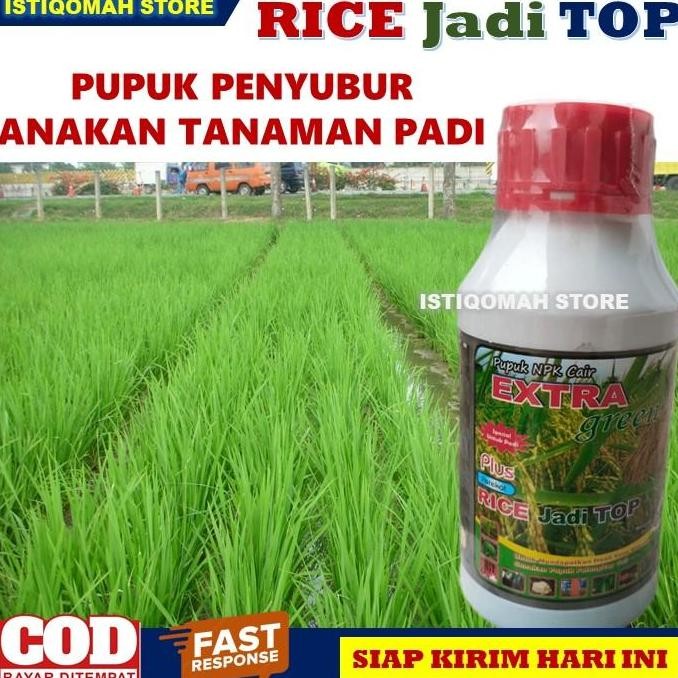 NEW Pupuk Penyubur Anakan Tanaman Padi Jadi Banyak dan Subur RICE JADI TOP
