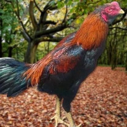 

TELUR AYAM PAKHOY FULL BRAKOT VERTIL SIAP DI TETASKAN JAMINAN SUPER OIGINAAL BERGARANSI