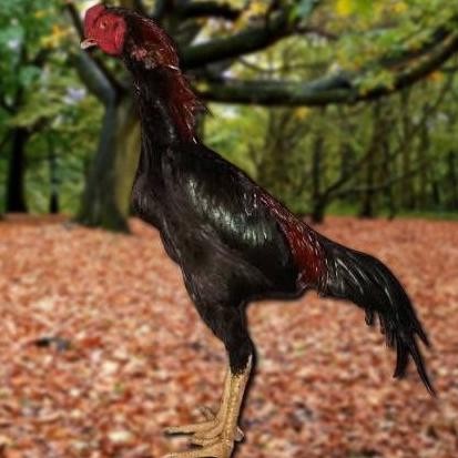 

TELUR AYAM PAKHOY WHITE KING VERTIL SIAP DI TETASKAN JAMINAN SUPER OIGINAL BERGARANSI