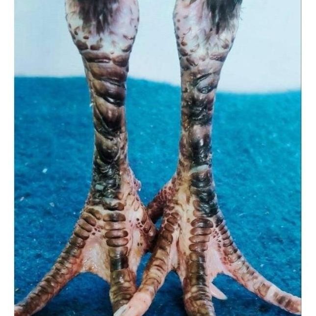 

TELUR VERTIL AYAM GANOI/TELUR AYAM KAKI GUNUNG/TELUR AYAM KAKI SETAN