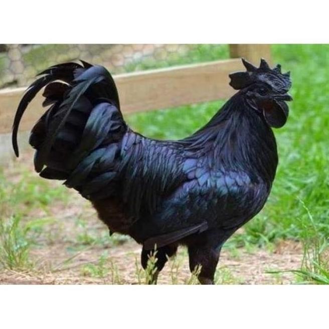 

TELUR VERTIL AYAM CEMANI SORTIR TERBAIK