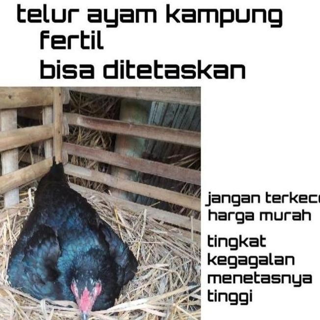

TELUR AYAM KAMPUNG VERTIL/TELUR AYAM KAMPUNG ORIGINAL/TELUR ORGANIK