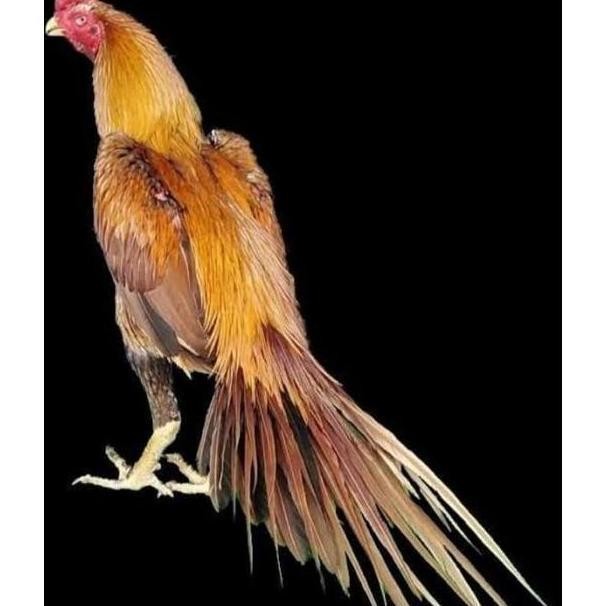 

TELUR VERTIL AYAM BANGKOK EKOR LIDI ORIGINAL