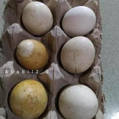 

TELUR TETAS BELIBIS VERTIL