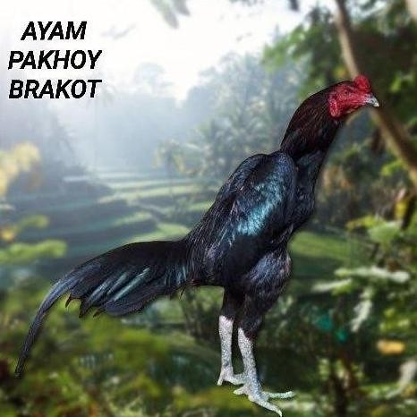 

TELUR AYAM PAKHOY FULL BRAKOT VERTIL SIAP DI TETASKAN JAMINAN SUPER OIGINAL BERGARANSI