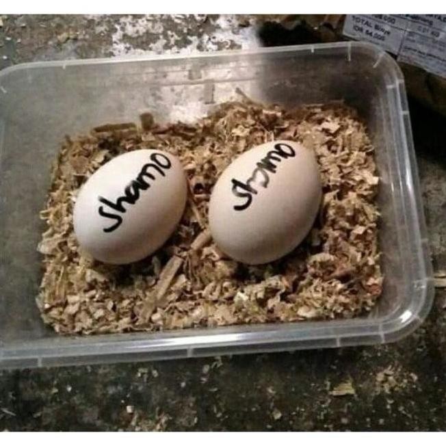 

TELUR TETAS AYAM SHAMO ADUAN VERTIL SUPER GARANSI