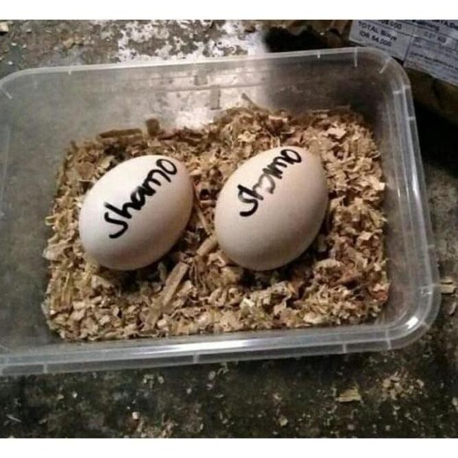

TELUR TETAS AYAM SHAMO ADUAN VERTIL SUPER GARANSI