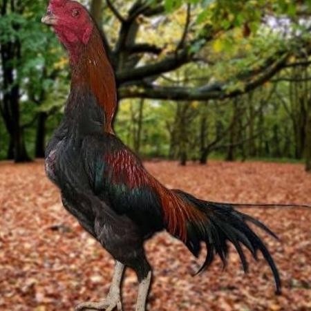 

TELUR AYAM PAKHOY JUMBO VERTIL SIAP DI TETASKAN JAMINAN SUPER OIGINAL BERGARANSI