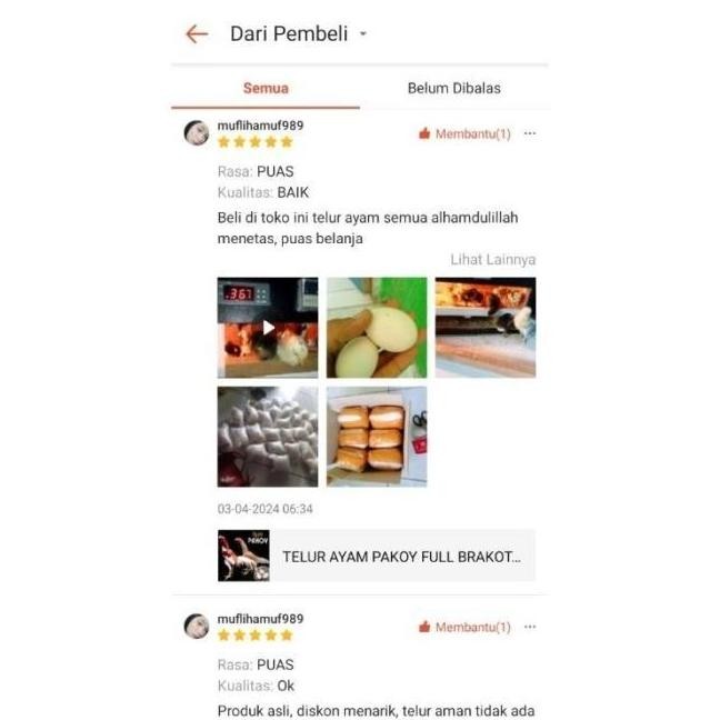 

TELUR AYAM ASSEL PARROT ORI BISA UNTUK DI TETASKAN VERTIL