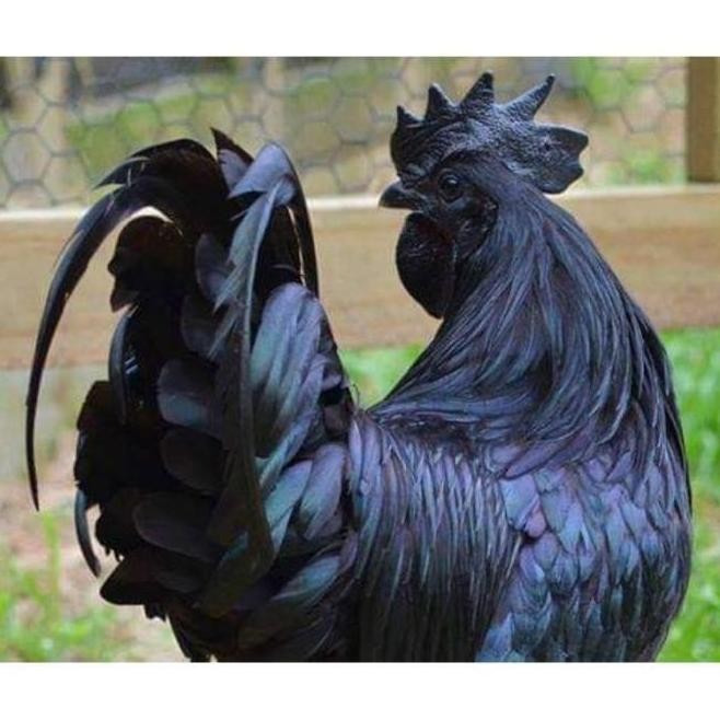 

3 TELUR VERTIL AYAM CEMANI SORTIRAN