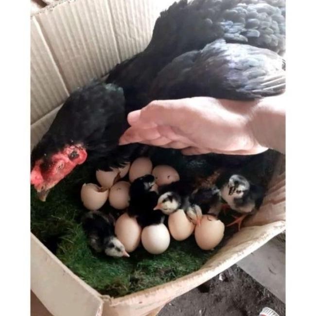 

TELUR AYAM PAKHOY VERTIL SIAP DI TETASKAN JAMINAN SUPER OIGINAL BERGARANSI