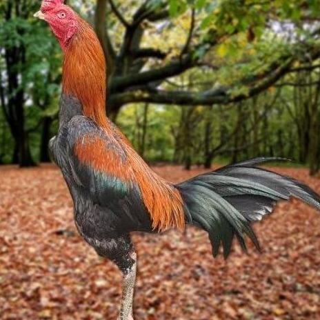 

TELUR AYAM PAKHOY WHITE KING VERTIL SIAP DI TETASKAN JAMINAN SUPER OIGINAL BERGARANSI ORI