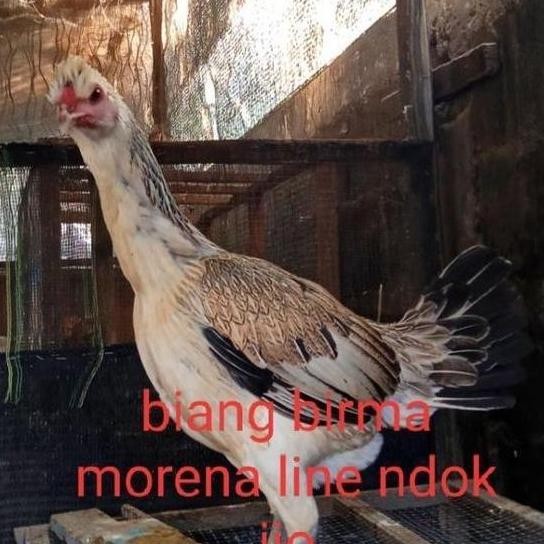 

TELUR VERTIL AYAM BIRMA MORENA LINE/TELUR UNTUK DITETASKAN